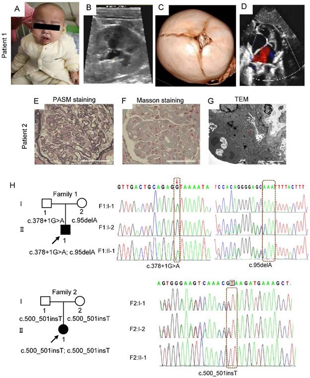 Int J Biol Sci Image