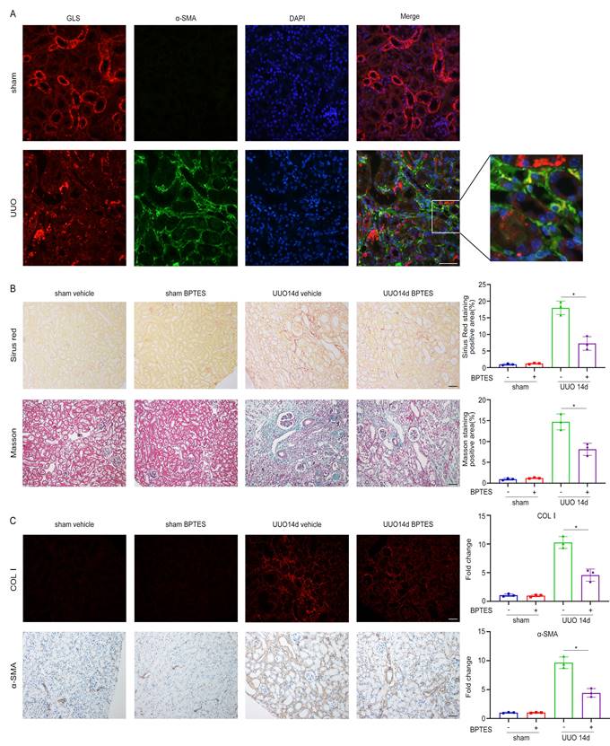 Int J Biol Sci Image