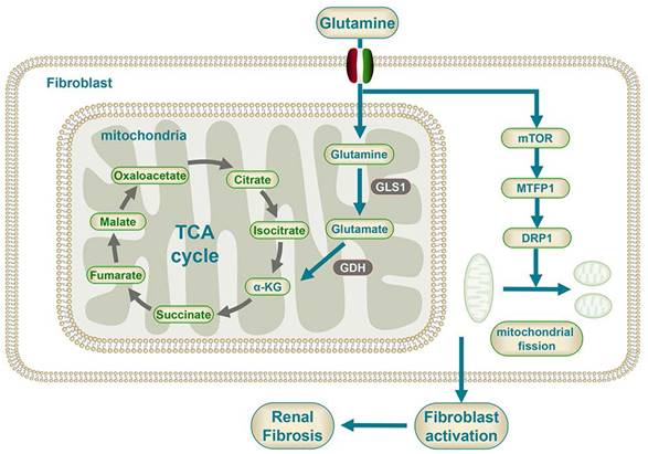 Int J Biol Sci Image