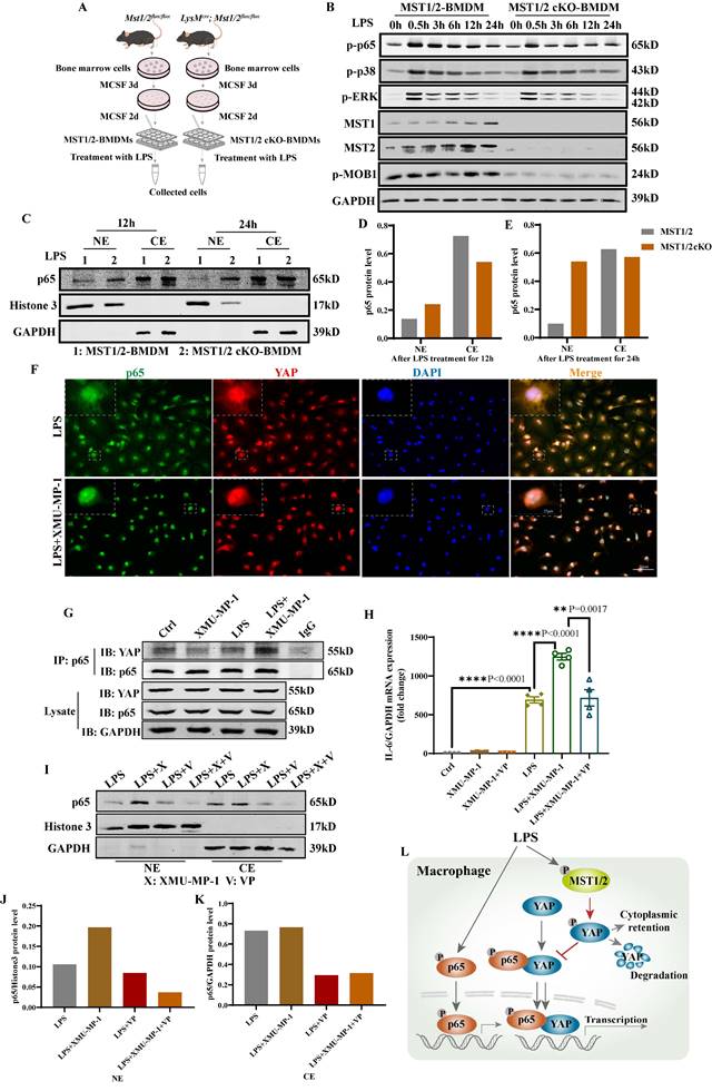 Int J Biol Sci Image