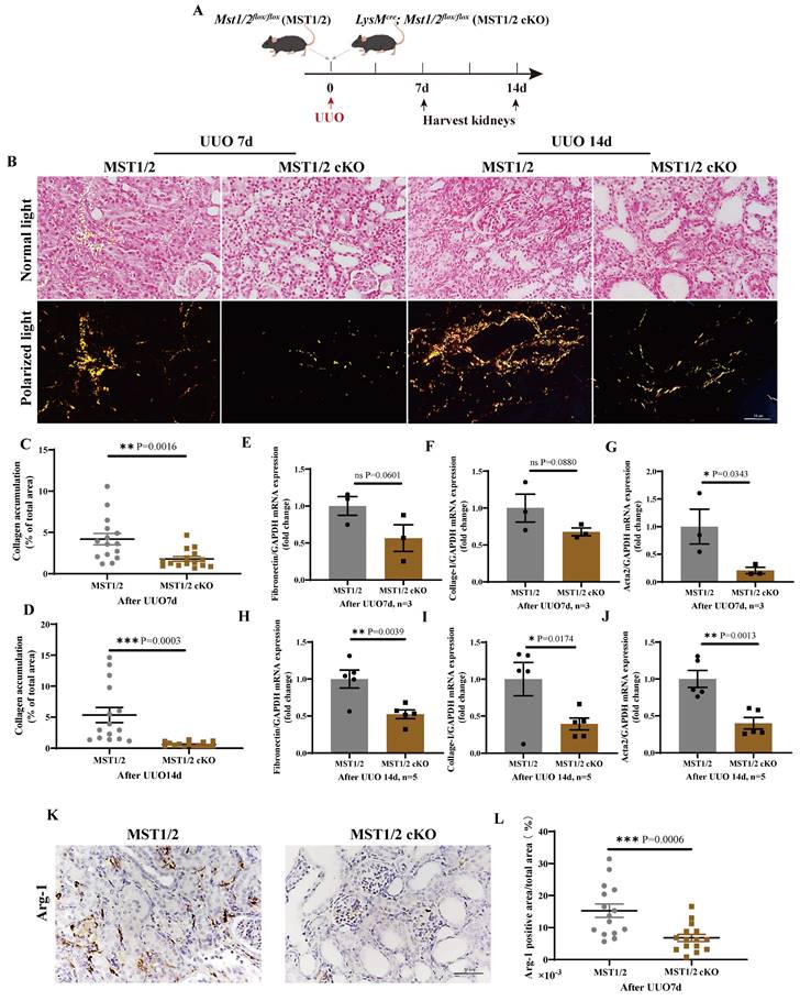 Int J Biol Sci Image