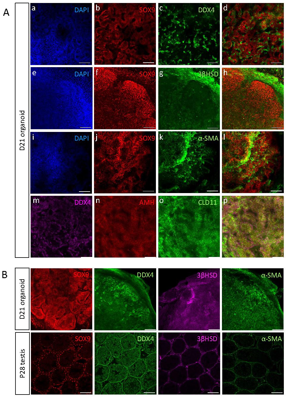 Int J Biol Sci Image