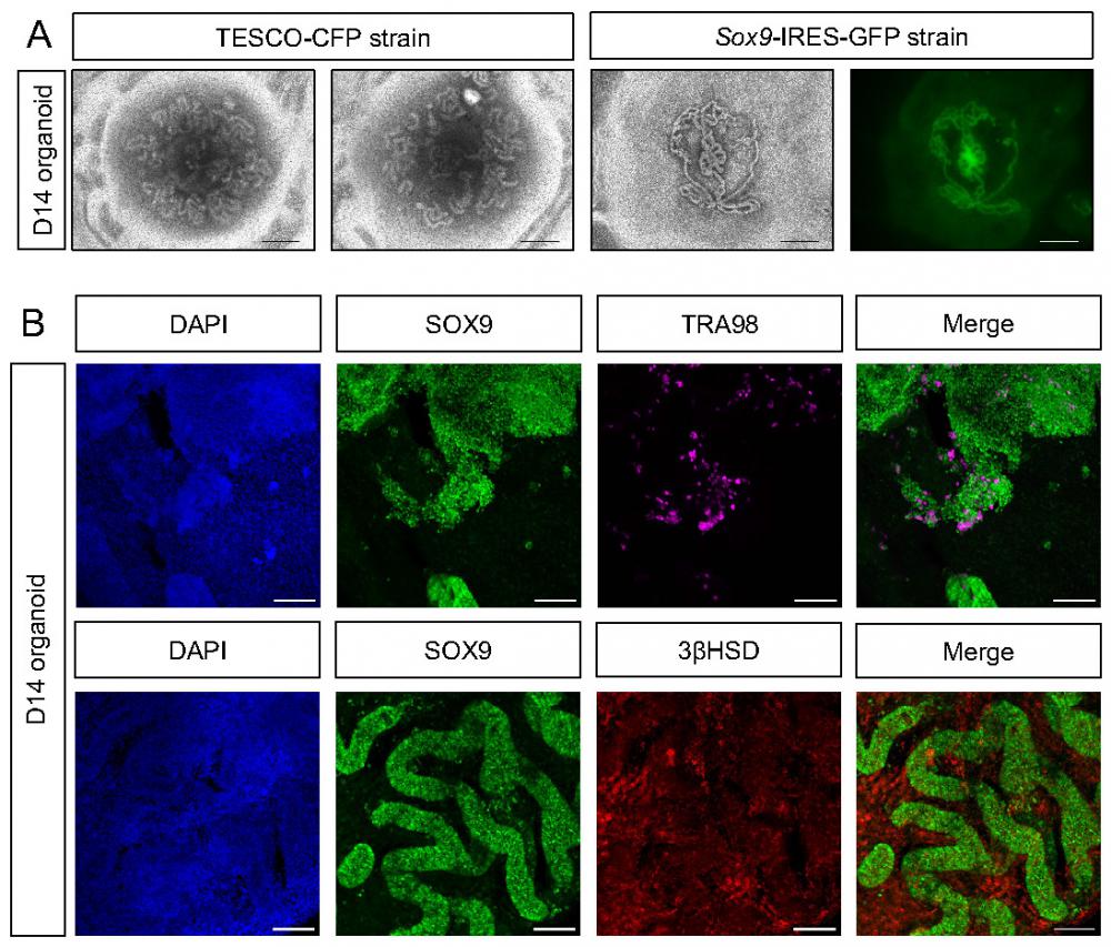 Int J Biol Sci Image