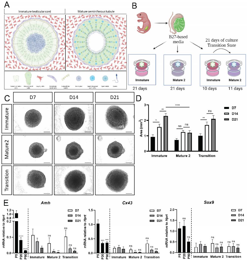 Int J Biol Sci Image