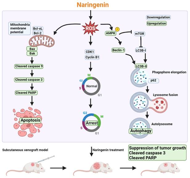 Int J Biol Sci Image