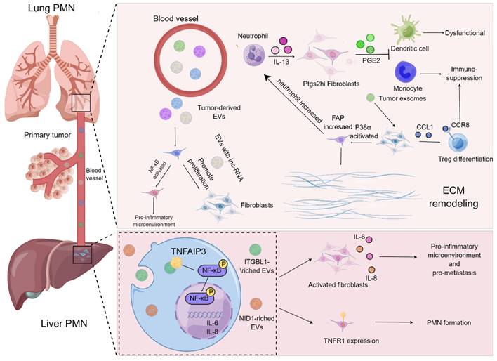 Int J Biol Sci Image