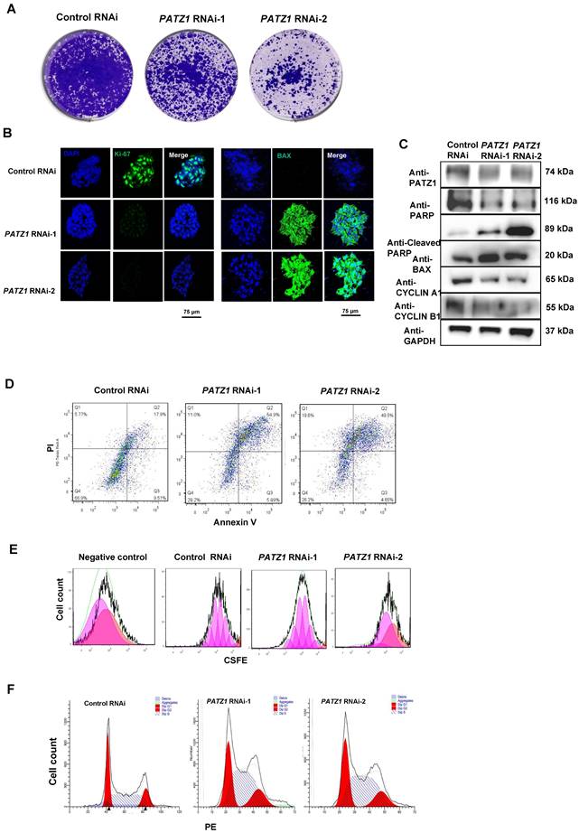 Int J Biol Sci Image