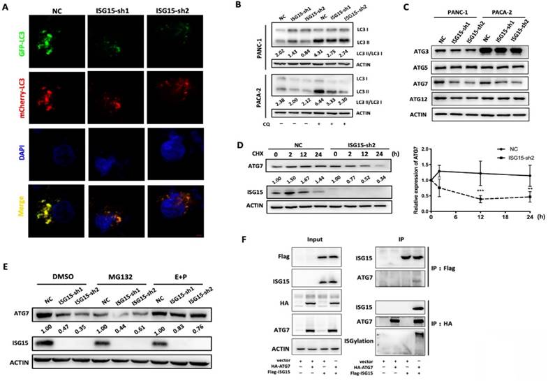 Int J Biol Sci Image