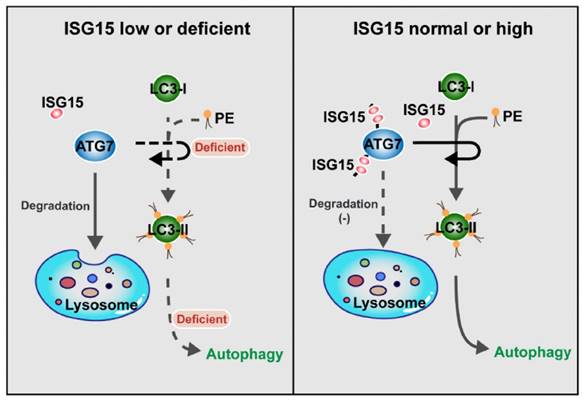 Int J Biol Sci Image