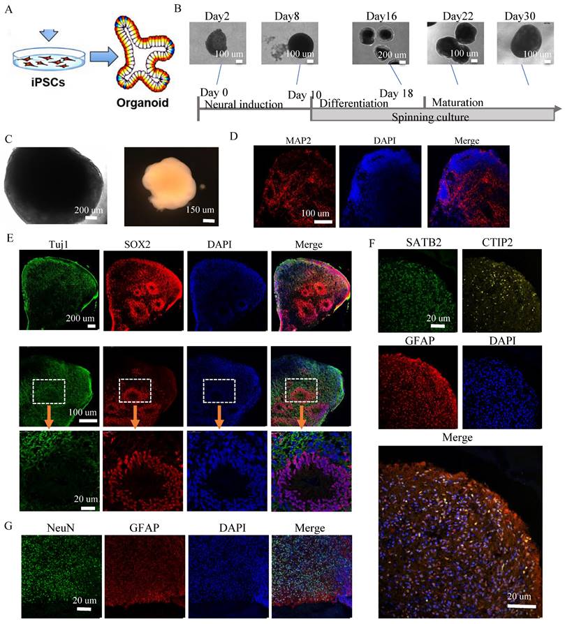 Int J Biol Sci Image