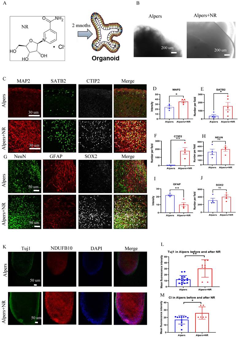 Int J Biol Sci Image