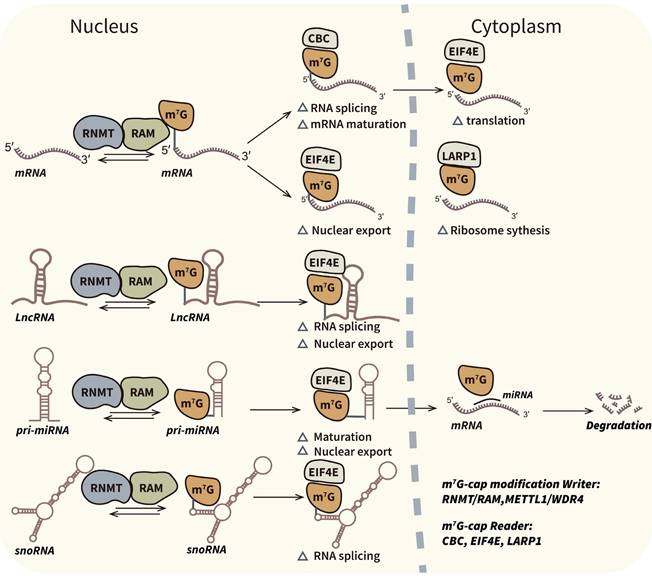 Int J Biol Sci Image