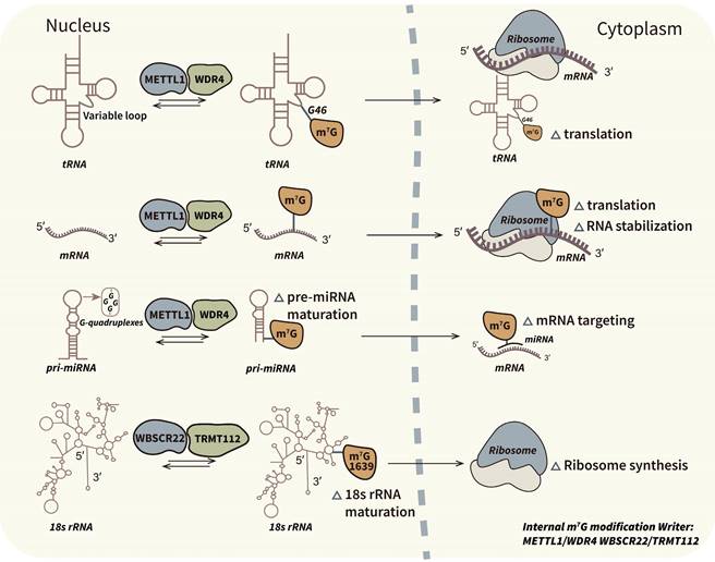 Int J Biol Sci Image