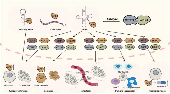 Int J Biol Sci Image