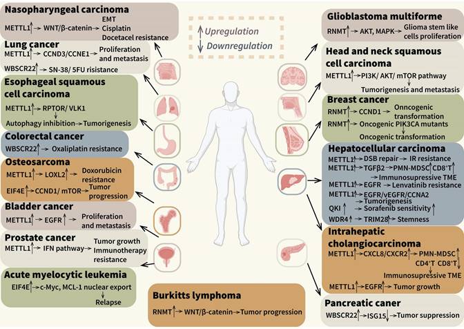 Int J Biol Sci Image