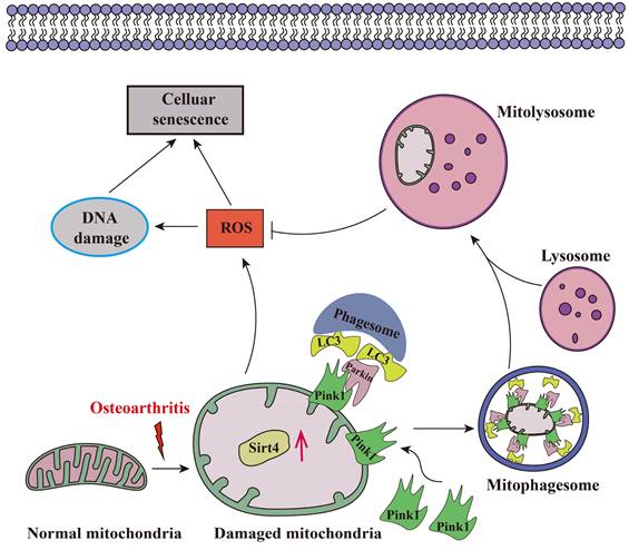 Int J Biol Sci Image