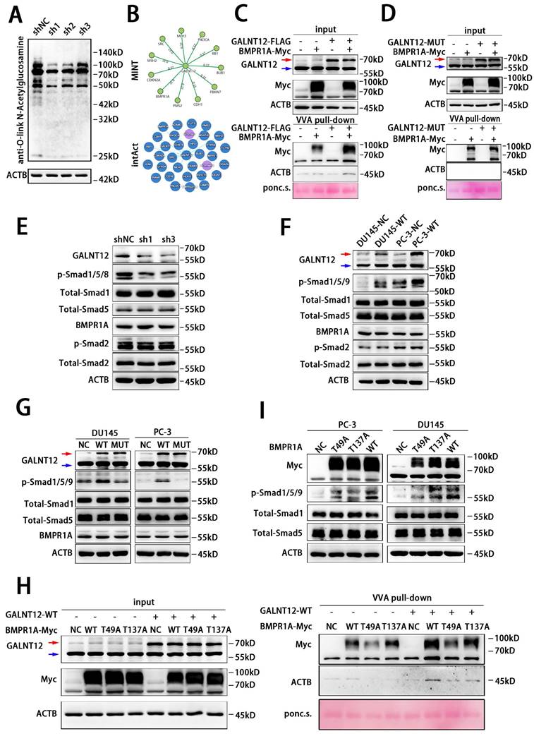 Int J Biol Sci Image