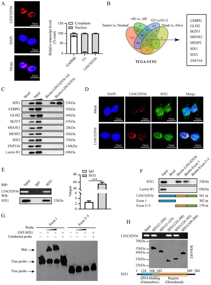 Int J Biol Sci Image