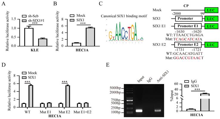 Int J Biol Sci Image