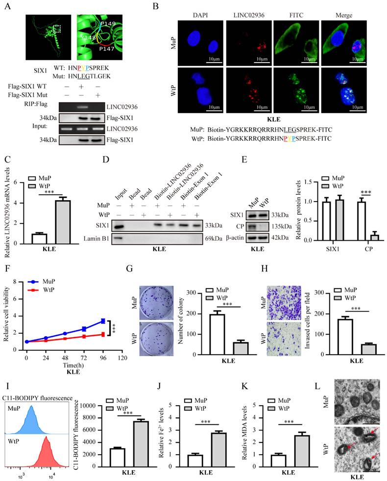 Int J Biol Sci Image