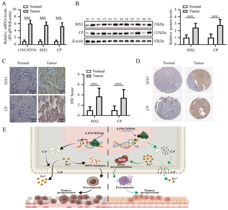 Int J Biol Sci Image