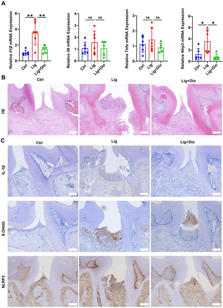 Int J Biol Sci Image