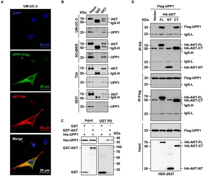 Int J Biol Sci Image