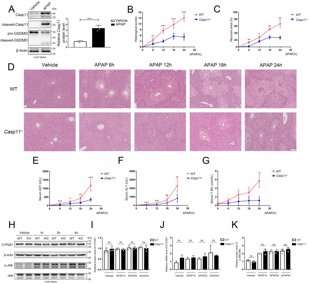 Int J Biol Sci Image