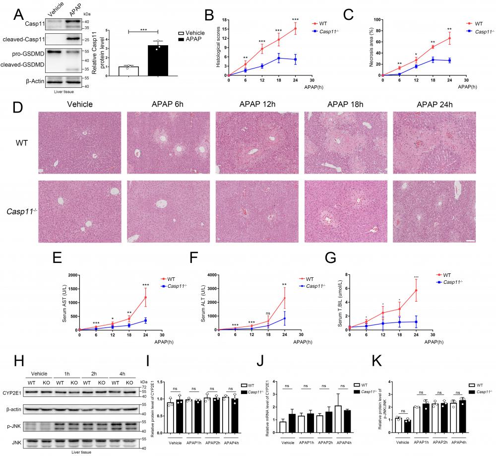 Int J Biol Sci Image