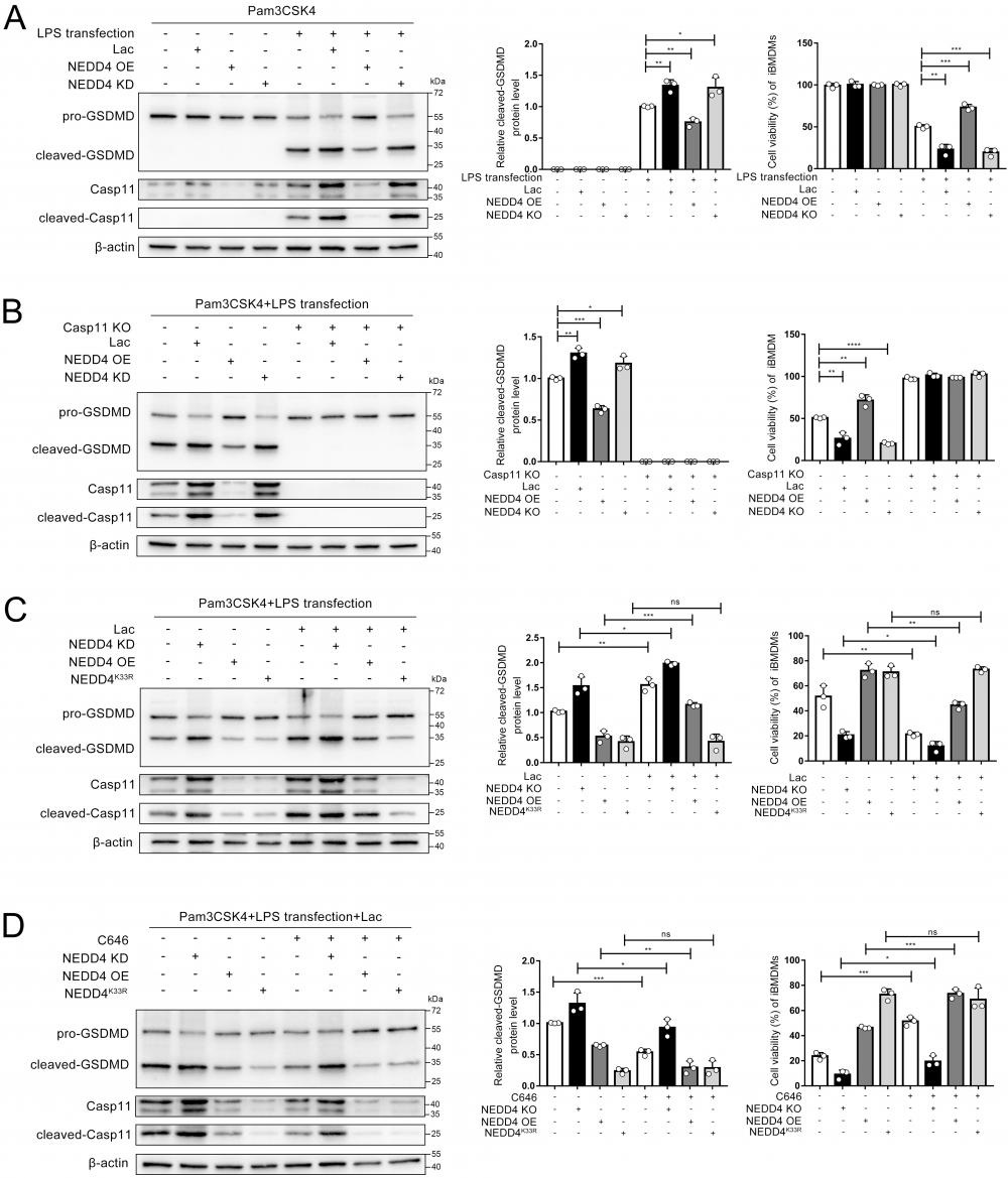 Int J Biol Sci Image