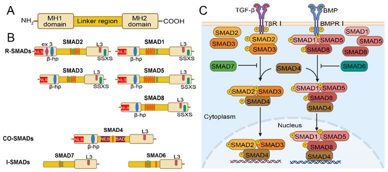 Int J Biol Sci Image