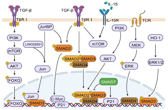 Int J Biol Sci Image