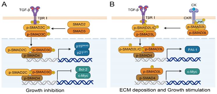 Int J Biol Sci Image