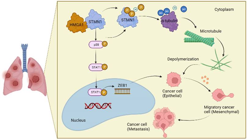 Int J Biol Sci Image