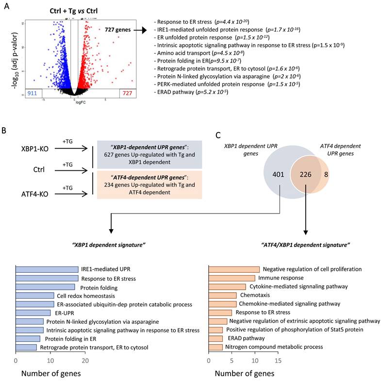 Int J Biol Sci Image