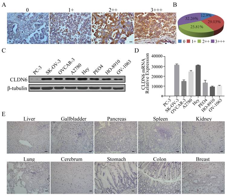 Int J Biol Sci Image