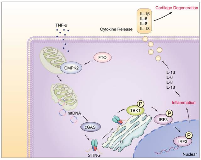 Int J Biol Sci Image