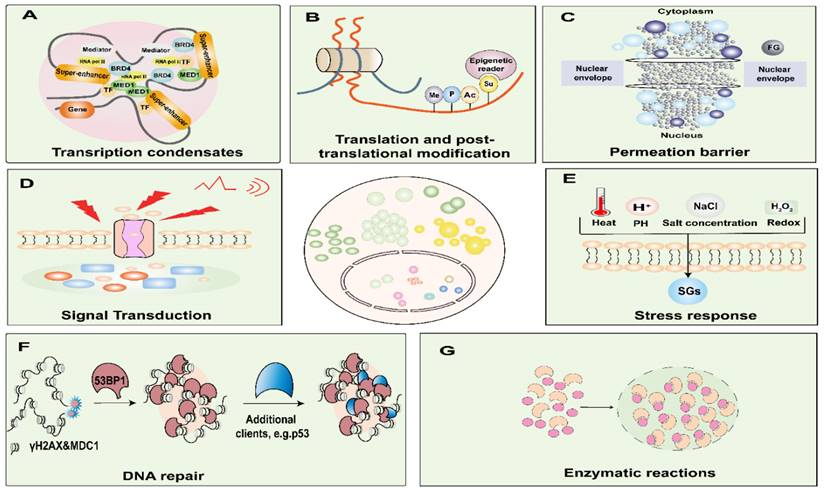 Int J Biol Sci Image