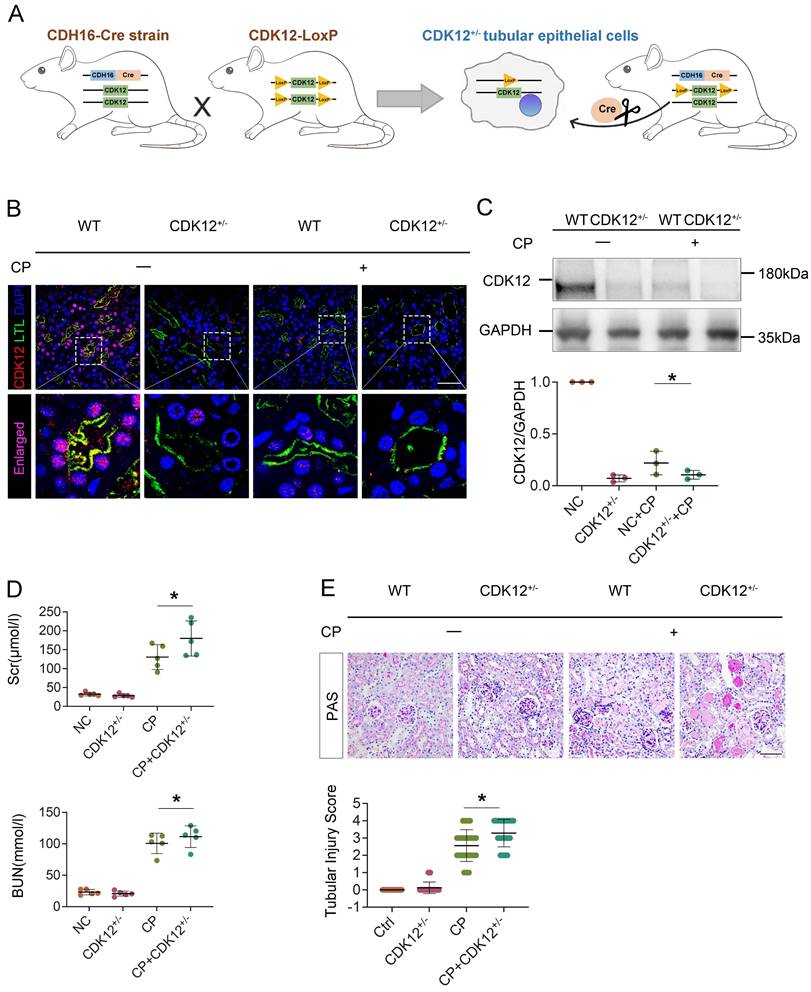 Int J Biol Sci Image