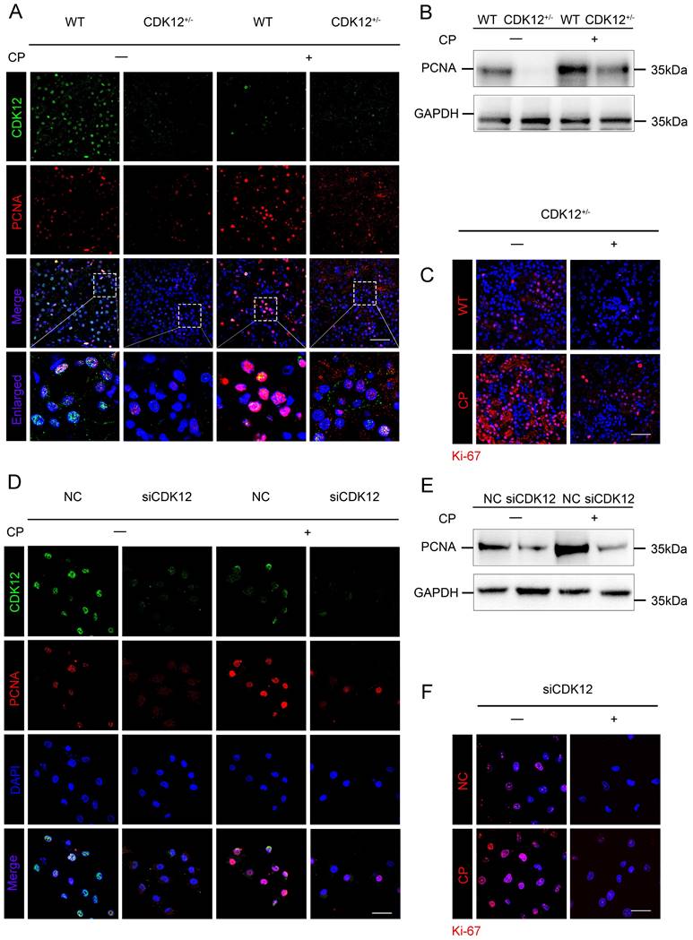 Int J Biol Sci Image