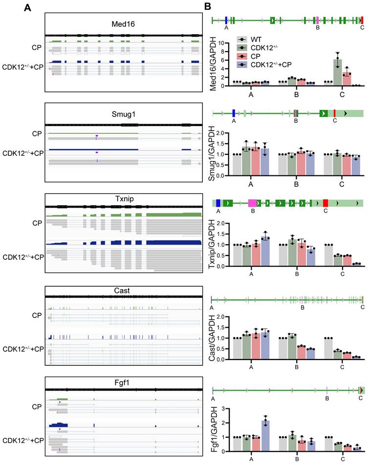 Int J Biol Sci Image