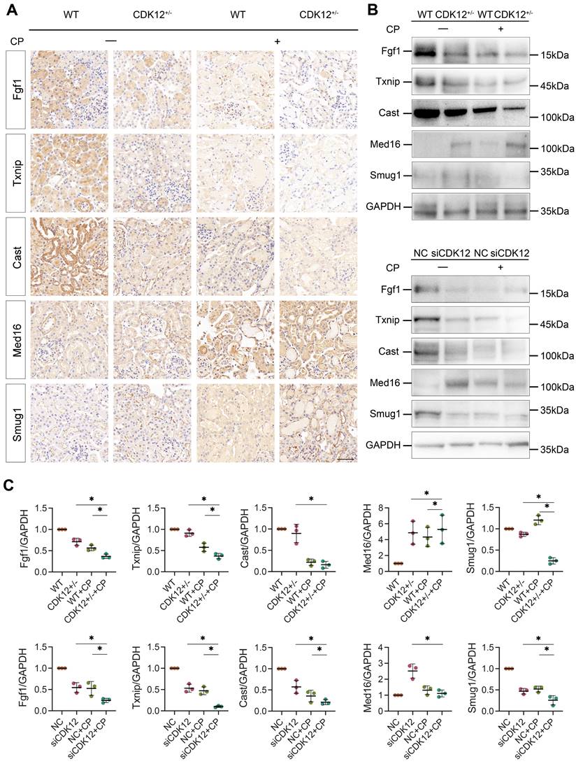 Int J Biol Sci Image