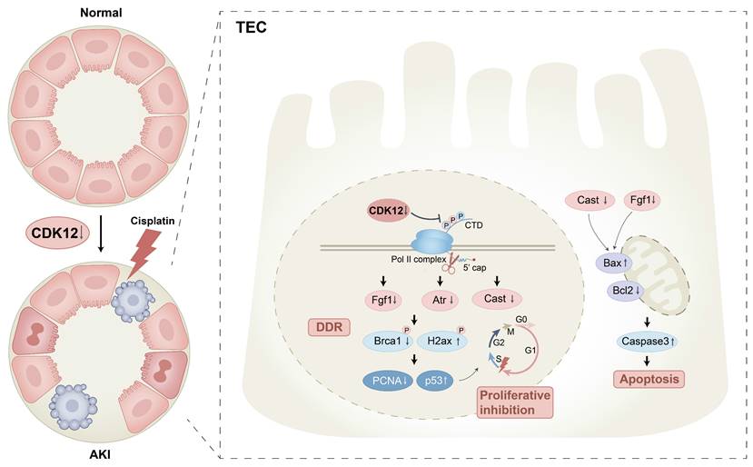 Int J Biol Sci Image