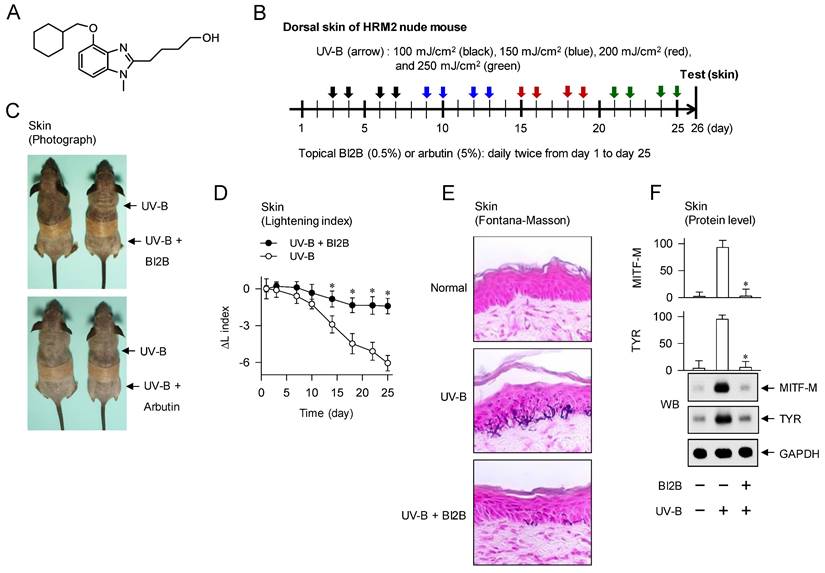 Int J Biol Sci Image