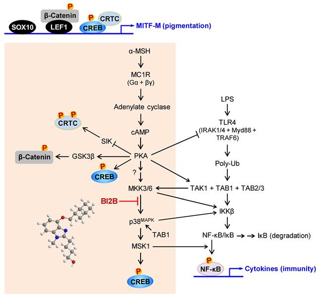 Int J Biol Sci Image