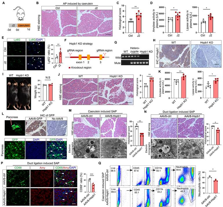 Int J Biol Sci Image