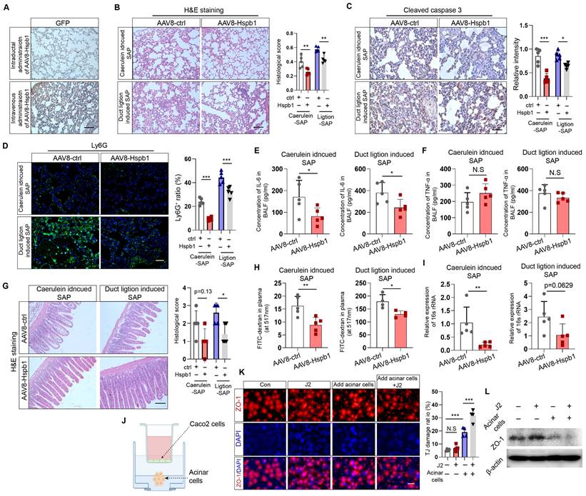 Int J Biol Sci Image