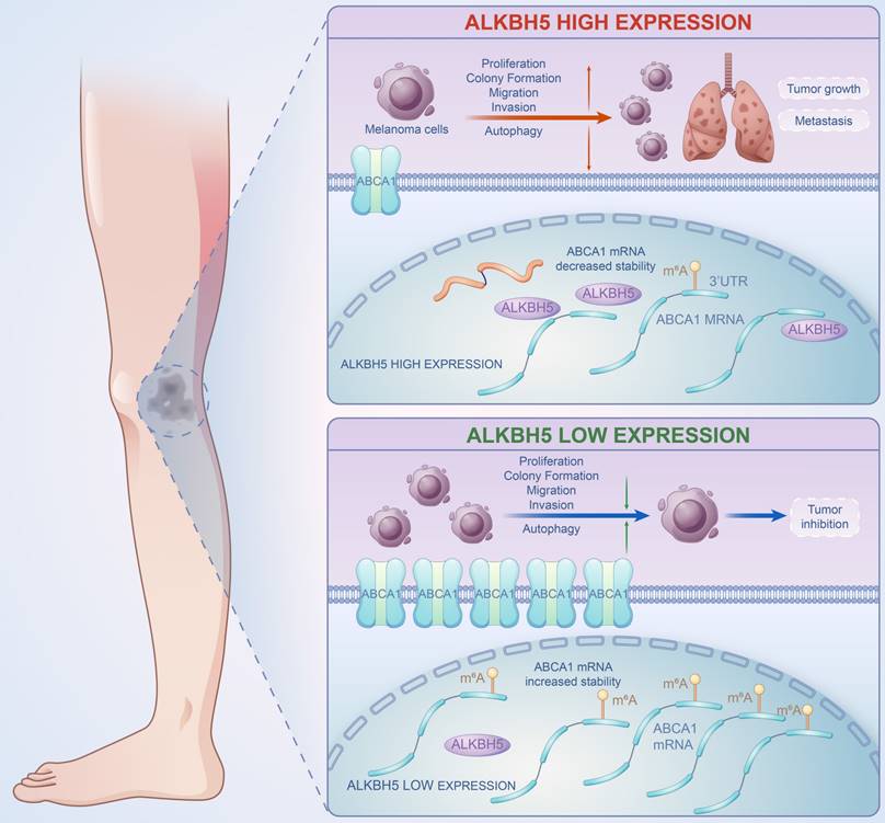 Int J Biol Sci Image