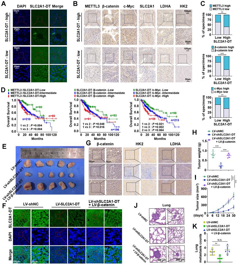 Int J Biol Sci Image