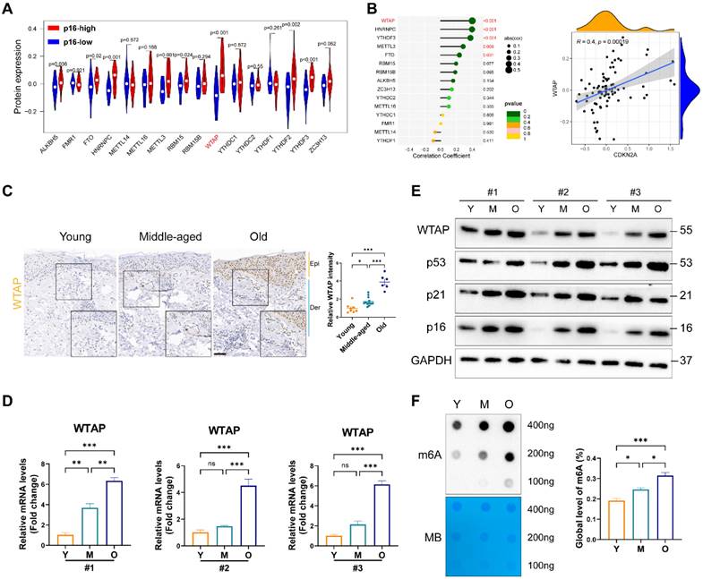 Int J Biol Sci Image